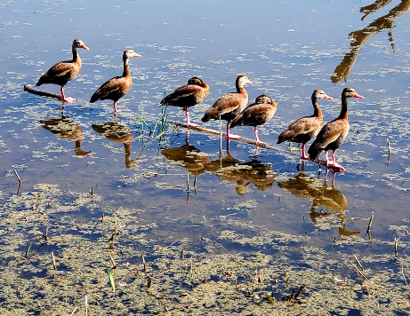 Texas State Parks Reopen for Day-Use